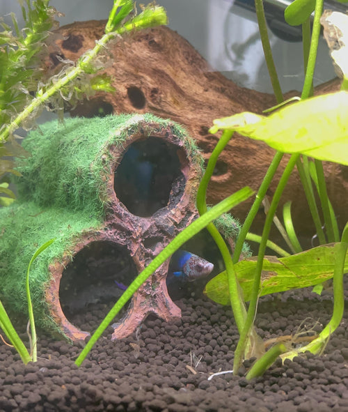 Triple Moss-Covered Hollow Pipe Hideout for Aquariums