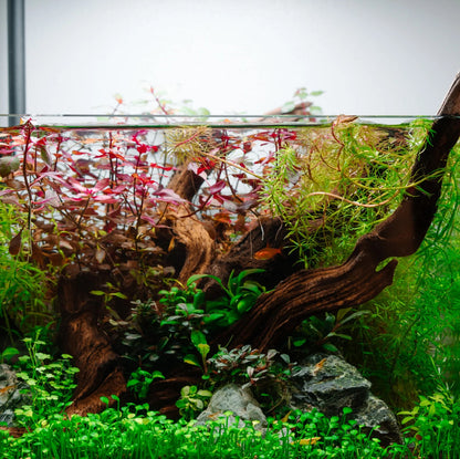 Twisted Natural Root Driftwood for Aquascape Layout Decoration