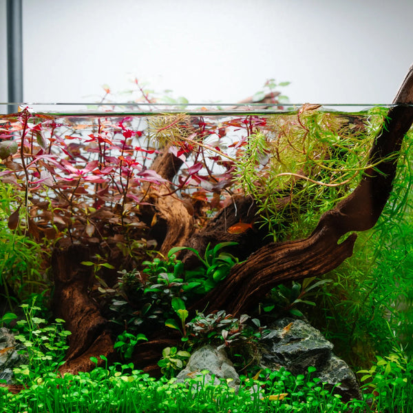 Twisted Natural Root Driftwood for Aquascape Layout Decoration